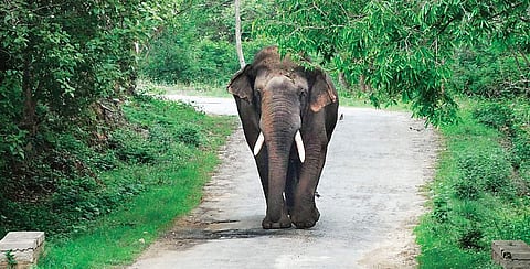 TNIE_import_2019_6_19_original_Karnataka_elephant_Ranga1.jpg